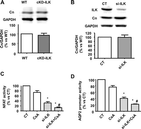 Calcineurin Dependent Nfatc Activation And Aqp2 Transcription Are Not