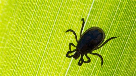 München Zecken Alarm Borreliose Fälle und ein FSME Hotspot im Südosten