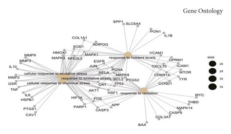 GO Including BP MF And CC And KEGG Analysis Of Common Genes A C