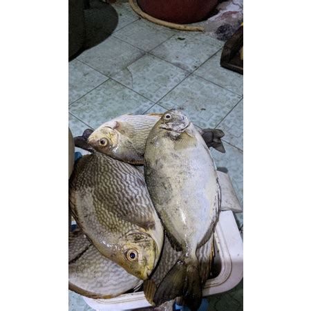 Jual Ikan Baronang Segar Fresh Tangkapan Harian Shopee Indonesia