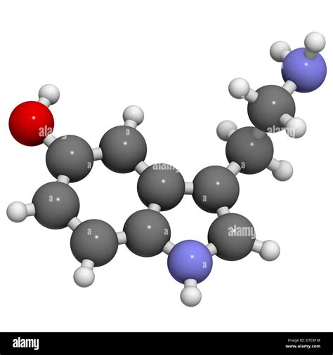 Serotonin Neurotransmitter Molecular Model Serotonin Is Also Known As