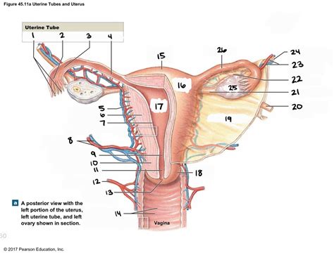 uterus diagram Diagram | Quizlet