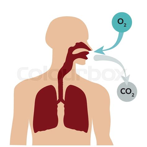 Sauerstoff K Rper Atmen Stock Vektor Colourbox