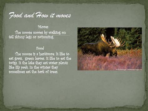 PPT - Moose PowerPoint Presentation, free download - ID:2334936