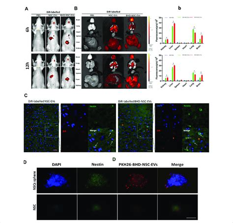 The Biodistribution Of BHD NSC EVs In Vivo And In Vitro A