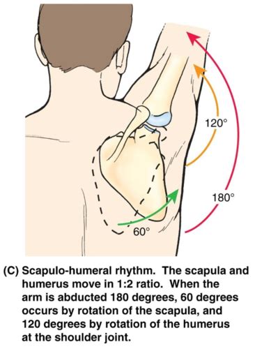 Pectoral Region Shoulder Axilla And Anterior Arm Flashcards Quizlet