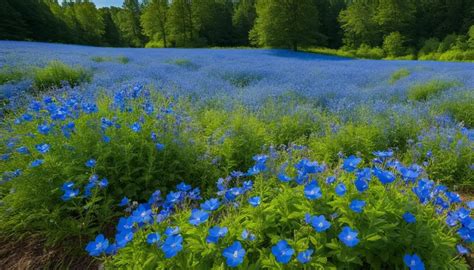 Pennsylvania Wildflowers