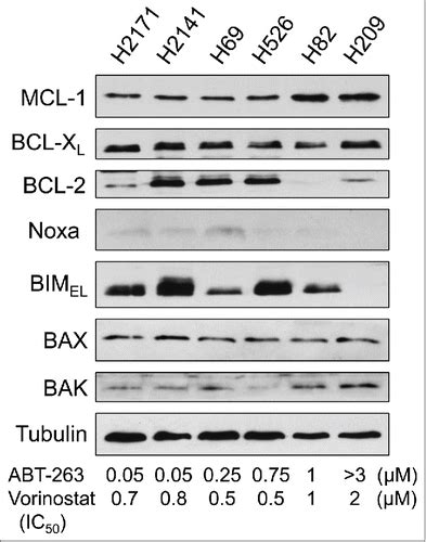 Full Article Combination With Vorinostat Overcomes Abt 263 Navitoclax Resistance Of Small