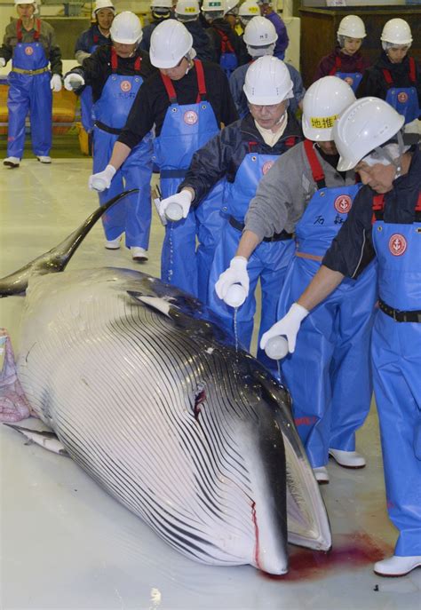 Fleet Leaves For Last Scientific Whaling In North Japan Waters