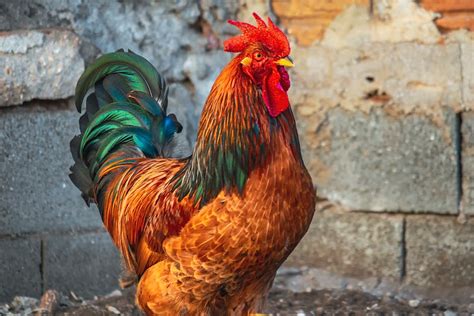 Warum Hühner Eier Legen Ohne Hahn GockelGarten de