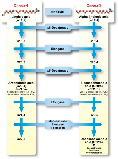 Fatty Acid Synthesis Pathway Diagram