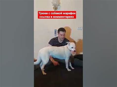 дрессировка собак как дрессировать собаку трюки с собакой # ...