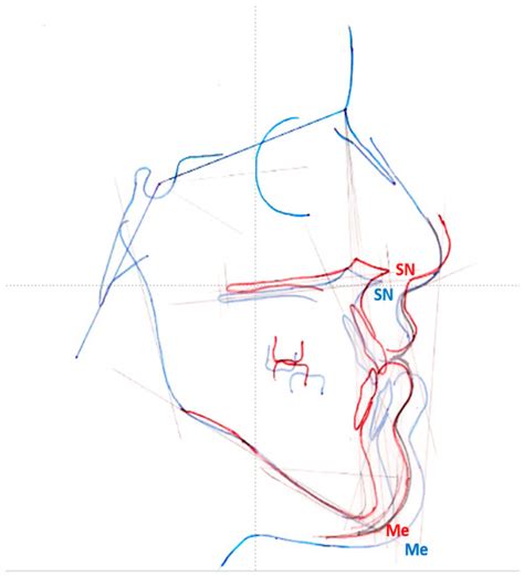 Anatomia | An Open Access Journal from MDPI