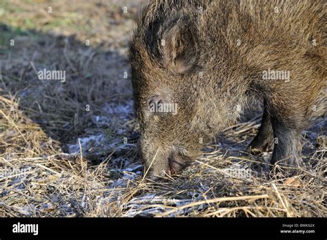 Wild Boar Sus Scrofa Four Month Old Piglet Looking For Food In Winter