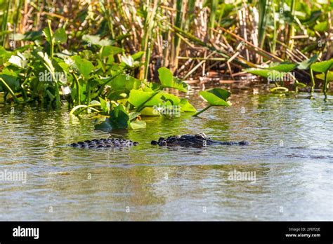 Everglades National Park Crocodile Hi Res Stock Photography And Images