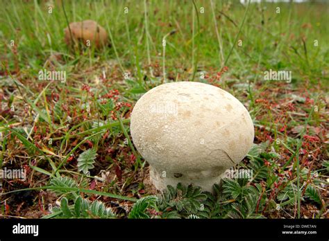 Puffball Fungus Hi Res Stock Photography And Images Alamy