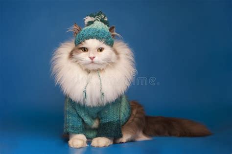 Cat in winter clothes stock photo. Image of kitten, cold - 37728782