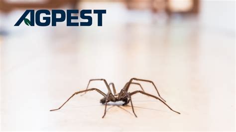 5 Most Common House Spiders In San Diego Home Pest Control