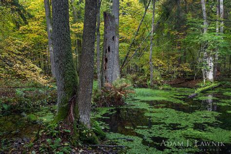 Białowieski Park Narodowy 1010 01395C