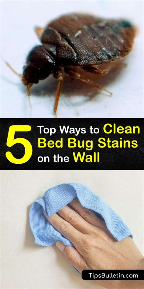 Bed Bug Cleaning - Guide for Getting Bed Bug Stains Off Walls