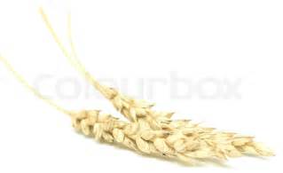 Wheat isolated on white | Stock Photo | Colourbox