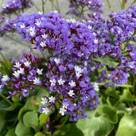 Limonium sinuatum Niebieski - sóvirág | Florapont