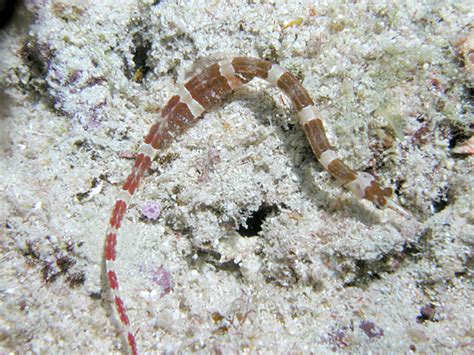 Banded Pipefish | database.fish