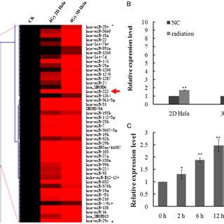 MiR 222 Expression Is Upregulated In Response To Ionizing Radiation A