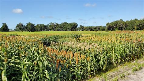 Results From The Uf Ifas Silage Corn Sorghum And Millet Variety