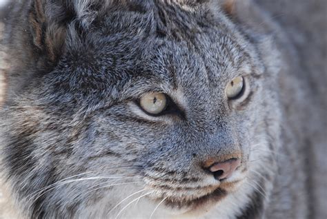 canada lynx wildlife science center