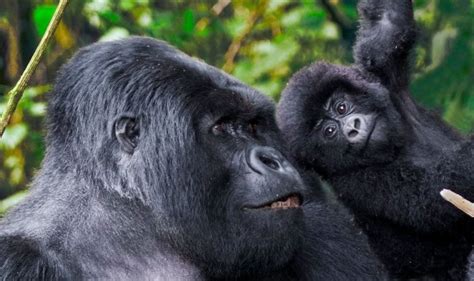 Rules and Regulations of Gorilla Trekking in Rwanda 2021 | Gorilla Safaris