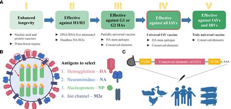 Frontiers Promising Strategy For Developing Mrna Based Universal