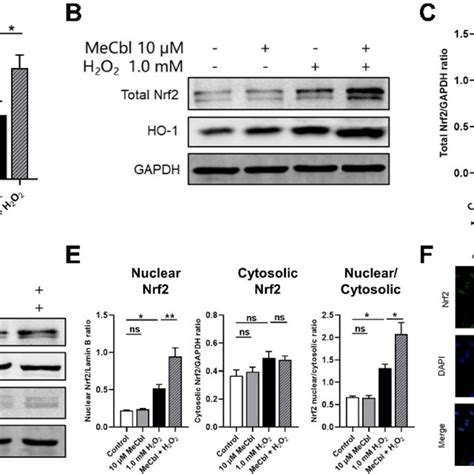 Methylcobalamin Mecbl Reduced The H 2 O 2 Induced Oxidative Injury