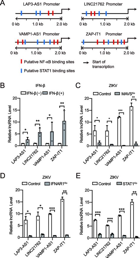 Ifn Pathway Is Involved In The Induction Of Lncrnas A Putative