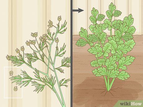how do you know when cilantro is ready to harvest