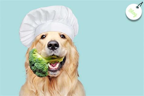 Pueden Los Perros Comer Brócoli Descubre La Respuesta Aquí ※