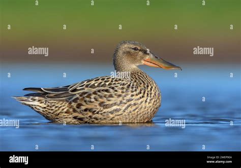 Female Northern Shovelers (Spatula clypeata) in high surface swimming