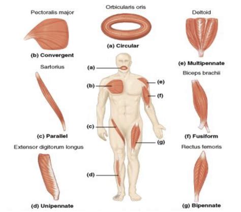 Muscles Ch 10 Anatomy And Physiology Medical Flashcards Quizlet