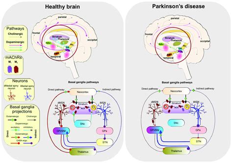 Neural Pathways And Circuits Implicated In Parkinson S Disease Left