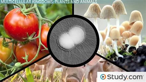 Multicellular Organisms Examples