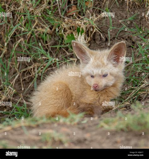 Bat Eared Fox Pups