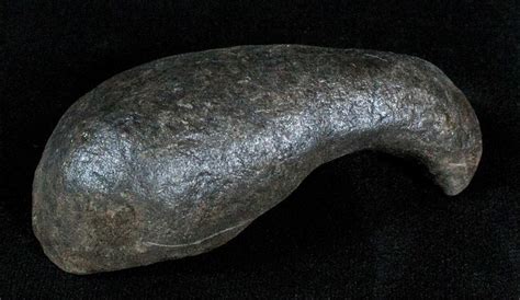 Fossil Cetacean (Whale) Ear Bone - Miocene For Sale (#3499) - FossilEra.com