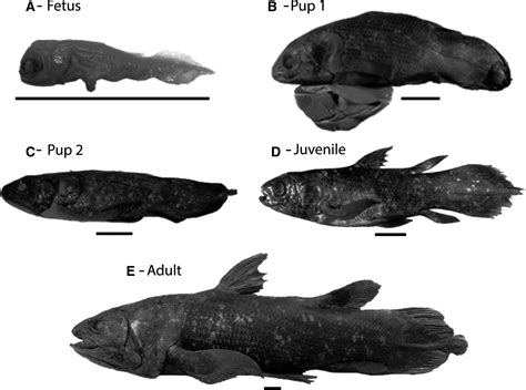 Coelacanth Skeleton