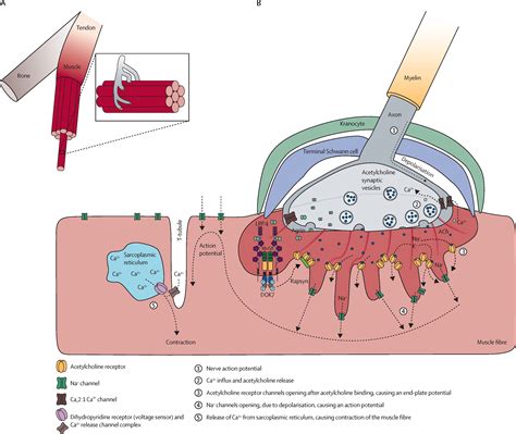 Neuromuscular Junction