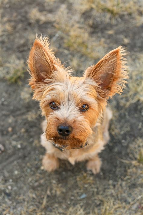 Australian Dog Breeds: Marvelous Realm of Aussie Canines