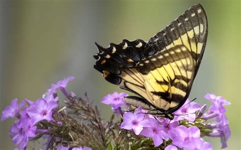 Yellow Black Lines Dots Butterfly Purple Flower Macro Blur Wallpaper