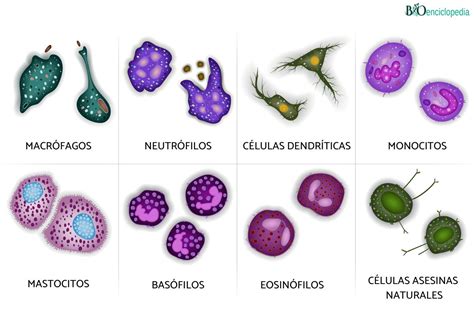 Funcionamiento Del Sistema Inmunitario Hot Sex Picture