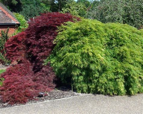 Acer Palmatum Dissectum Gardensonline