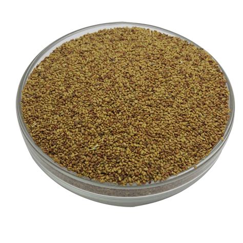 Alfalfa Seeds Lucerne Seeds Latest Price Manufacturers Suppliers