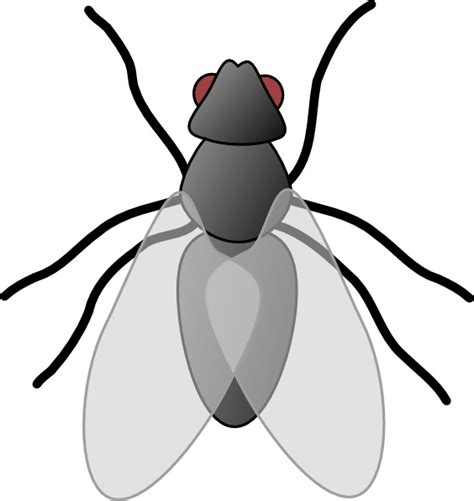 Fly Bug Insect Clip Art Free Vector In Open Office Drawing Svg Svg